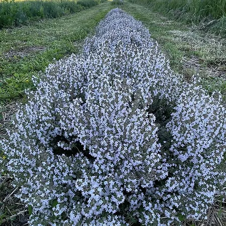 Podere Pischiarano Bauernhof *